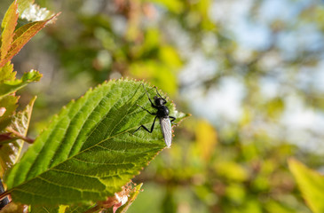 mouche sur une feuille