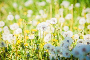 Summer dandelion flowers and fuzz field 