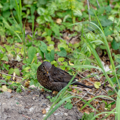 Obraz premium Drossel mit Fressen im Schnabel