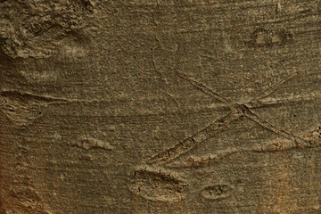old vintage rustic lumber wood timber tree wooden surface wallpaper structure texture background