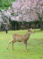 Wild deer in the cherry blossom season