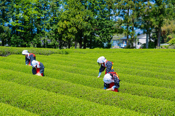 静岡県富士市　大淵笹場の茶畑