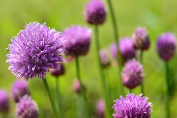 Chive flowers, Jersey, U.K. Edible plant and flowers in the garden in Spring.