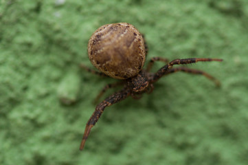 A small spider isolated on a green background.Spider on  green wall