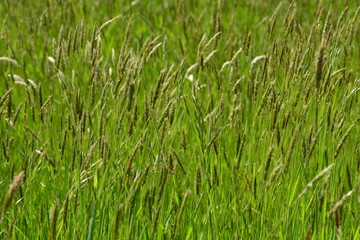Fototapeta premium Green grass, field, Jersey, U.K. Spring natural backgrounds.