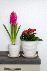 hyacinth and kalanchoe stands in room against the wall