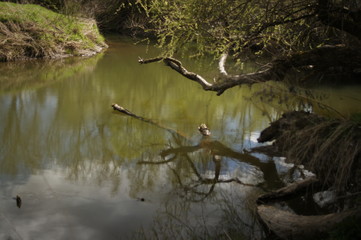 The bridge of wood over the river. Pond in the forest. Summer landscape in sunny warm weather. Rest on the nature. Photophone.