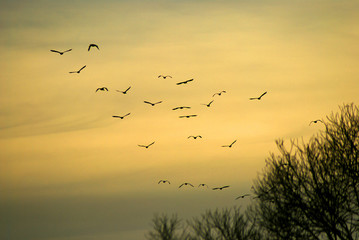 A flock of birds flying in the autumn behind the sun