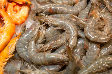 Big fresh natural shrimps on ice. Close up of traditional premium seafood.