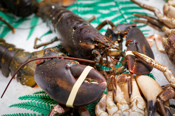 Bid fresh alive uncooked lobster. Close up view of premium natural seafood.