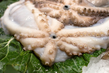 Fresh raw white octopus with big eye. Traditional premium seafood. Showcase with ice