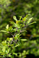 Obraz premium Branches of bushes with green leaves in spring