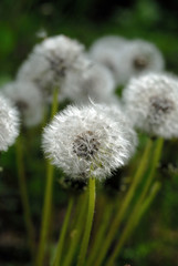 Group of field dandelions spring view. Shallow depth of field