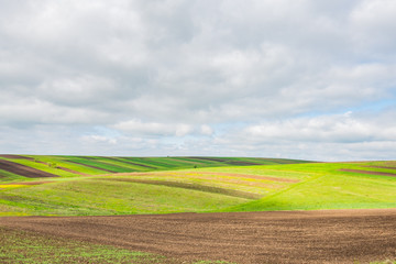 Agricultural  fields  on a cloudy day. Green farming fields landscape 