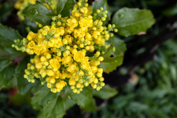 Mahonia aquifolium. Bright yellow flowers of a mahonia japonica bush.