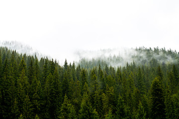 Foggy forest background. Tree tops  in a thick fog. Nature  background