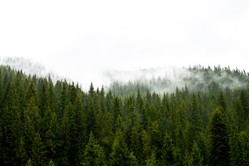 Misty pine forest in the mountains.. Foggy tree tops and natural landscape background.