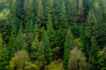 Natural fir tree background.