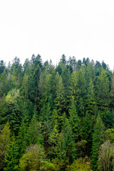 Woodland on cloudy day. Coniferous trees background.