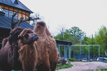 Camels in Zoo