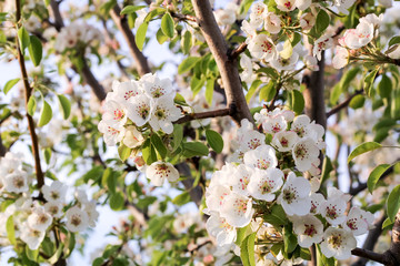 Blooming pear tree in the sunset rays