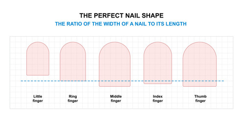 Nail Shaping Tutorial. The Ratio of the Width of a Finger Nail to its Length. The Perfect Nail Shape. Vector illustration - obrazy, fototapety, plakaty