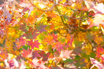 Maple leaves on tree show nature concept