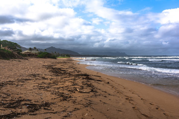 Dead trees along Waipouli Beach, Kauai, Hawaii