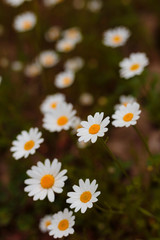 Fototapeta premium field of daisies close up view