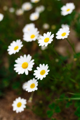 Fototapeta premium field of daisies close up view