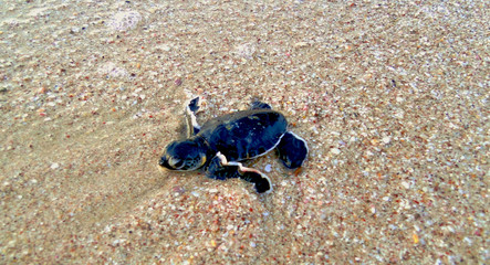 A baby sea turtle crawls over the sand to make its way back to the water after hatching - in Oman