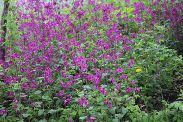 Purple flowers bloom in spring in gardens and forests