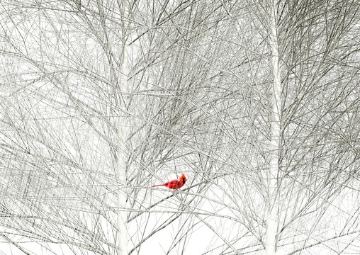 A Cardinal Is Seen In A Tree In A Snowstorm.