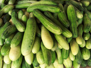 Green indian cucumbers, Kochi, Kerala, India