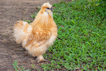 Brown Chicken or Silkie Hen On the lawn in the garden.