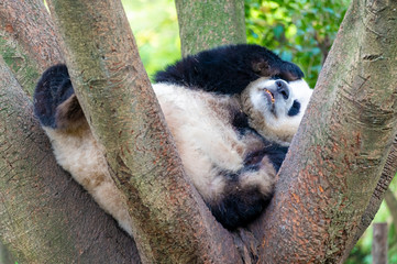 Fototapeta premium A lazy giant panda resting on its stomach