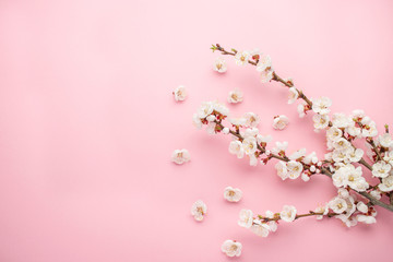 Spring background. Branch of apricot and fallen petals on a pink background. Lovely greeting card with tulips for Mothers day, wedding or happy even.