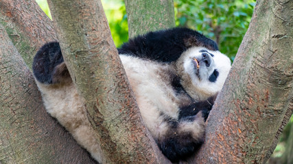 A lazy giant panda resting on its stomach