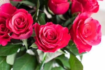 Red roses bouquet with a pink touch. Indoors with white background. 