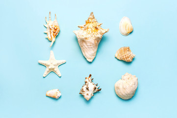 Summer concept, marine background. Different seashells and starfish on pastel blue background. Top view, flat lay, copy space. Sea summer vacation background. Travel, marine souvenir