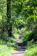 Sur le chemin de la forêt