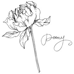 Vector Peony floral botanical flower. Black and white engraved ink art. Isolated peony illustration element. © LIGHTFIELD STUDIOS