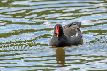 Close up of Eurasian common moorhen (Gallinula chloropus)