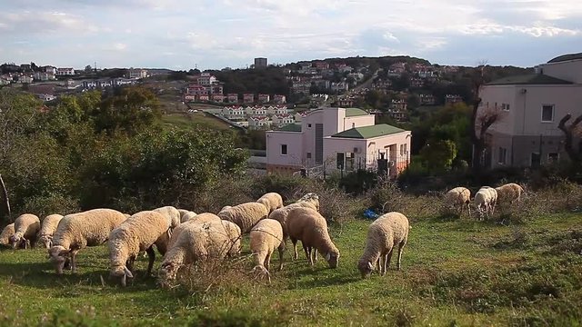 urbanization and housing projects