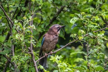 Closeup of Eurasian Jay- Garrulus glandarius sitting on a tree branch