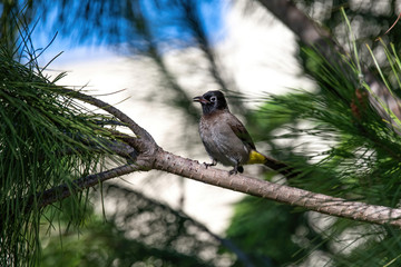 Close up of White-spectacled Bulbul (Pycnonotus xanthopygos)