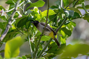 Close up of White-spectacled Bulbul (Pycnonotus xanthopygos)