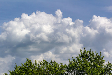 white clouds against a blue sky and green treetops