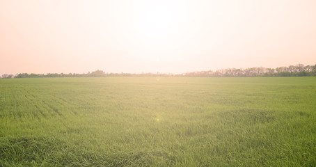 Beautiful landscape of green field. Sunset in the evening.