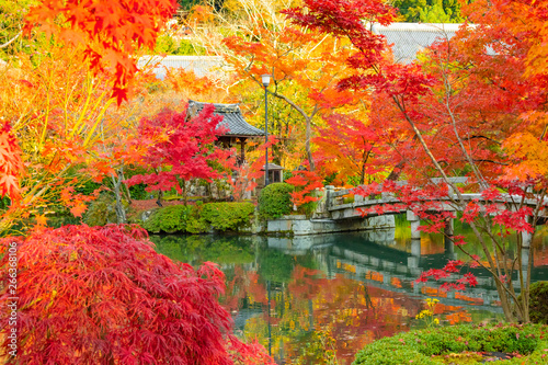 京都の紅葉 秋 観光 Wall Mural Wallpaper Murals Vitamin